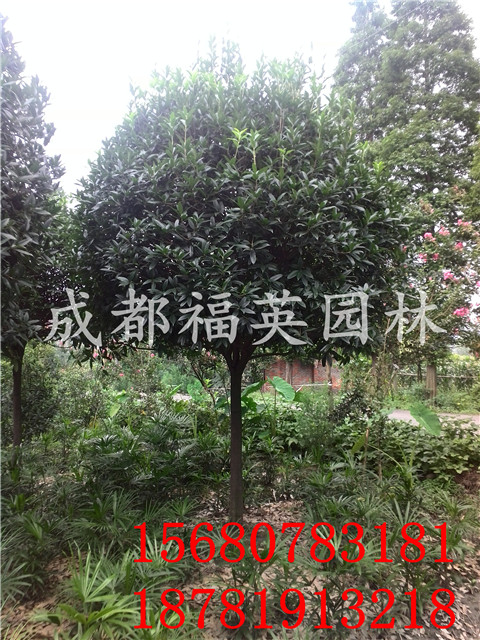 成都福英園林基地