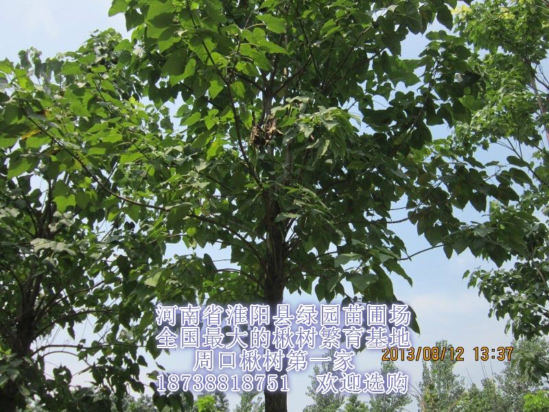 陳廣昕（個體經(jīng)營）