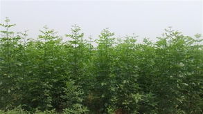 文強(qiáng)苗木合作社