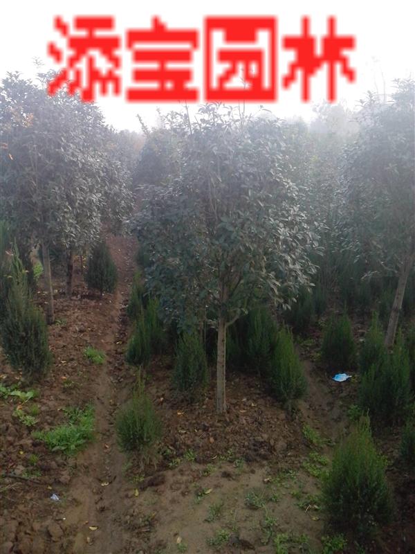 河南添寶園林苗木基地