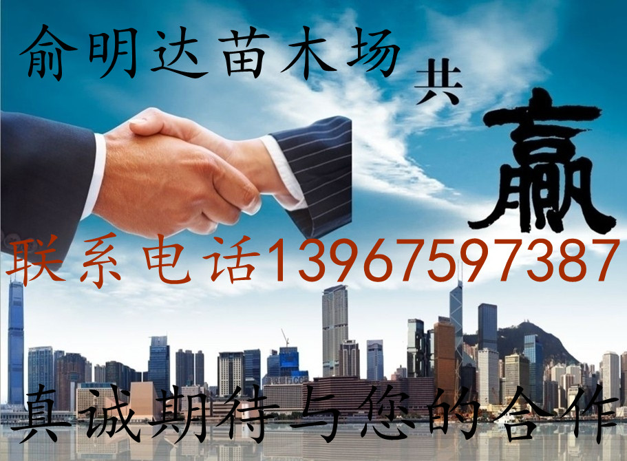 俞明達苗木場