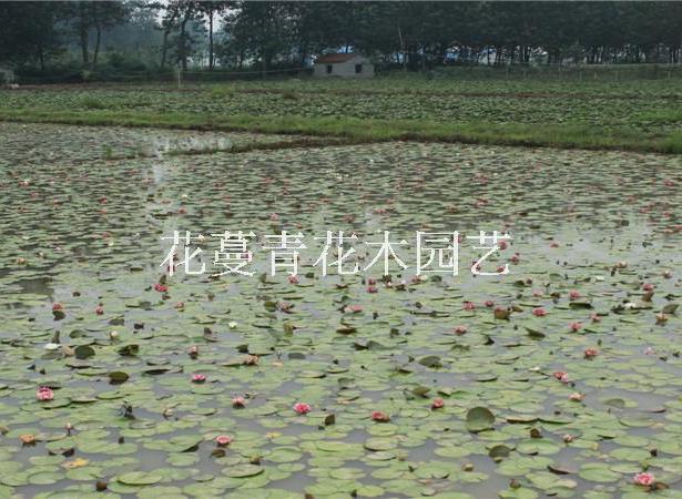 江蘇沭陽(yáng)花蔓青花木園藝場(chǎng)