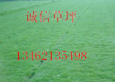 河南鄢陵伍子誠(chéng)信草坪基地