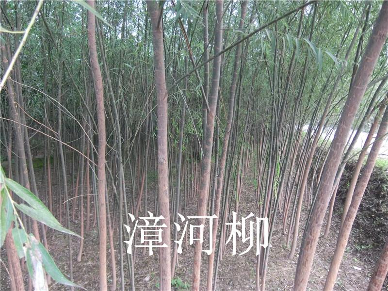 祁縣劉紅光苗圃