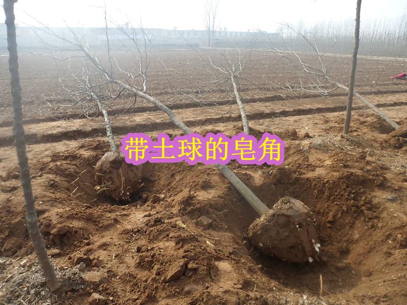 棗莊果然苗木基地