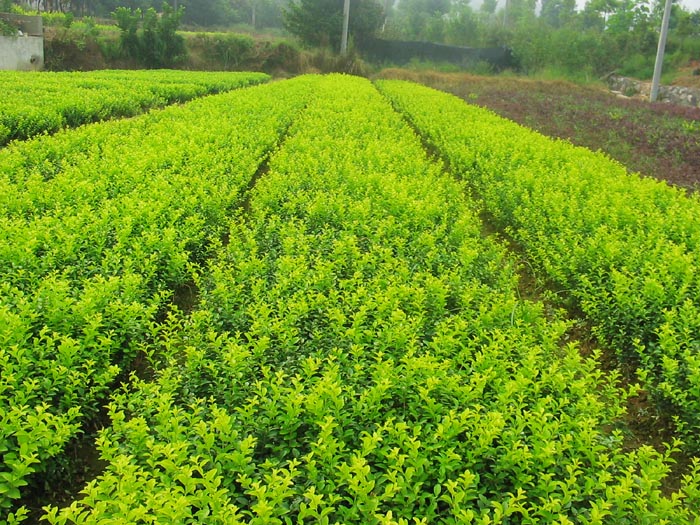 江蘇金葉苗木基地