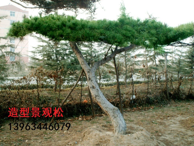 志誠(chéng)苗圃
