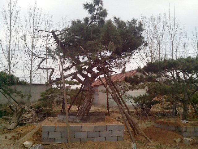 山東萊蕪錦程松園