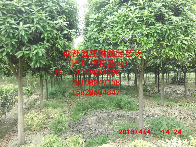 成都溫江琳鑫園藝場
