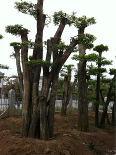 湖北省京山縣萬群園林基地