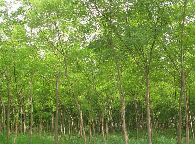 蔣金節(jié)（個體經(jīng)營）   
