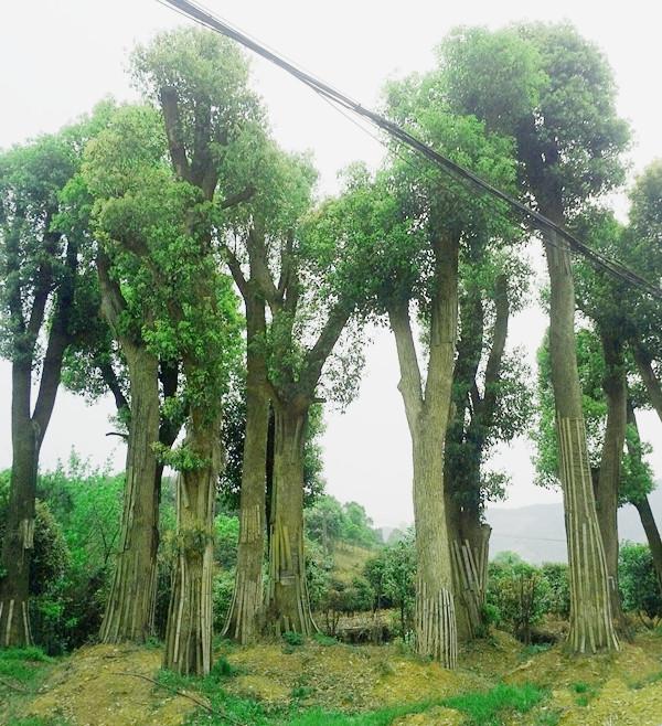 長沙縣跳馬鎮(zhèn)錦盛苗圃