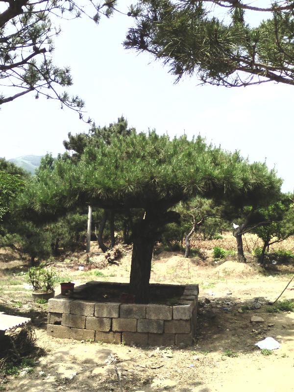 萊蕪海鋒園藝場