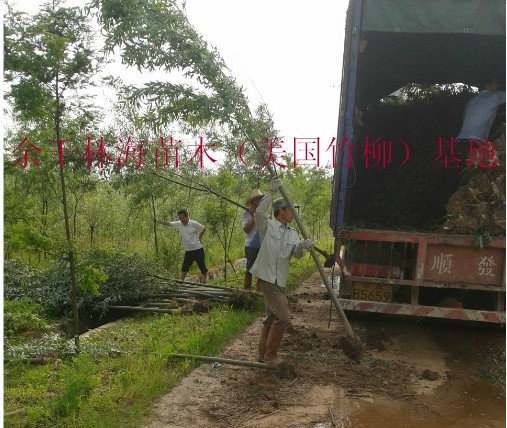 分宜縣林海苗木專業(yè)合作社