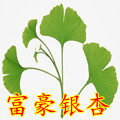 富豪銀杏苗木綠化基地