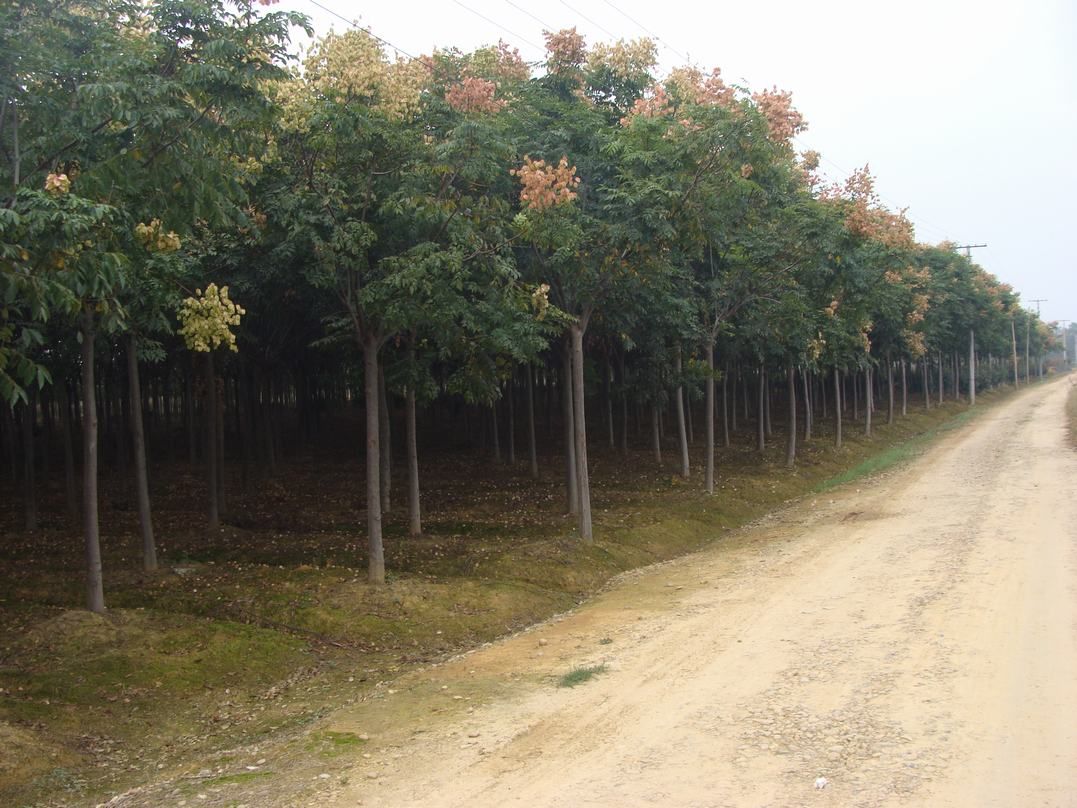 益陽(yáng)旺盛綠化園林苗木基地