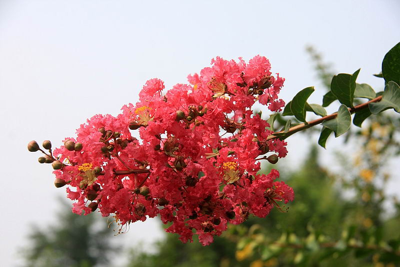 成都市溫江區(qū)紅花紫薇花木專業(yè)合作社