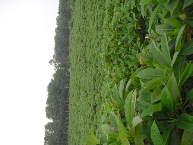 澄邁福山超源園藝場