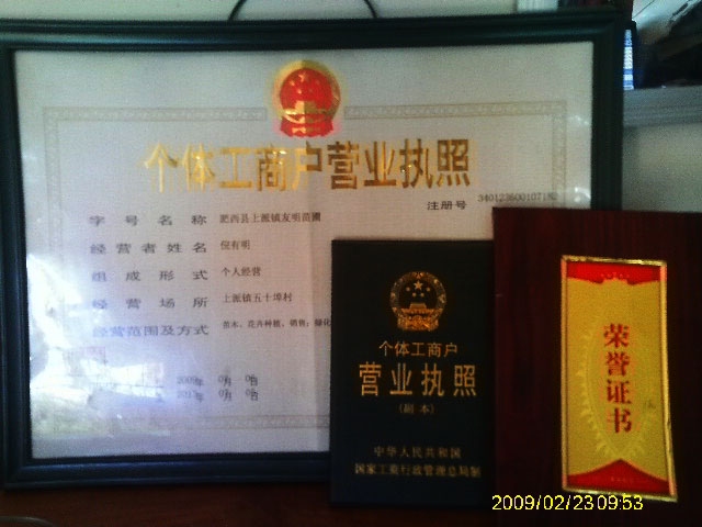 肥西縣上派鎮(zhèn)友明苗圃