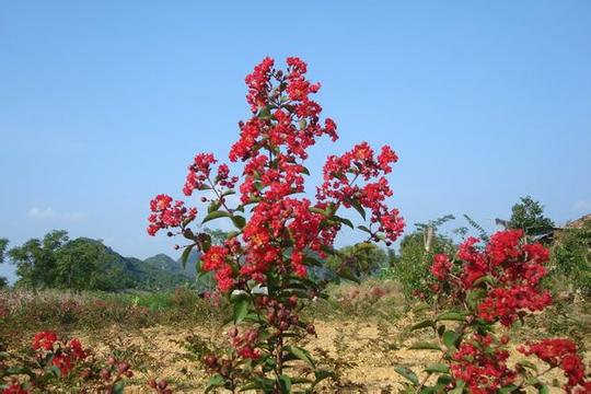 安徽雪冬紅火箭紫薇基地