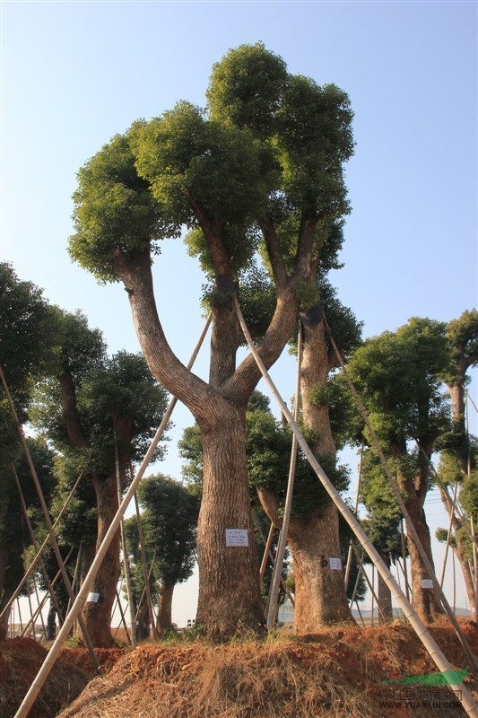 云龍示范區(qū)云田其偉苗木種植場