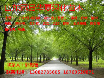 山東冠縣華夏綠化苗木基地
