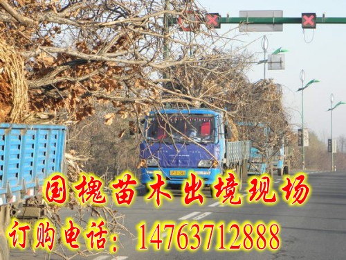 山東益友苗木調(diào)撥基地