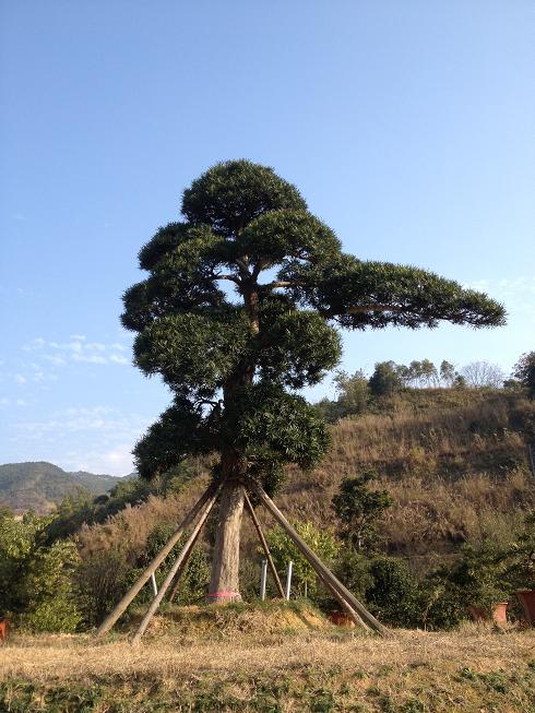 福建百盛苗木基地