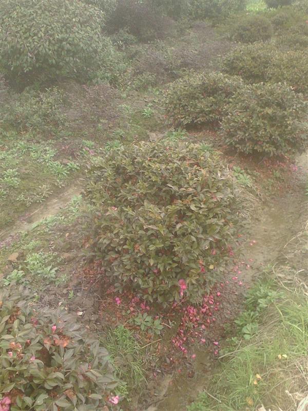 紹興森森園林基地