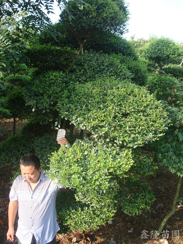 信陽(yáng)鑫隆苗圃