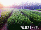 莊河市太陽升紅豆杉苗圃