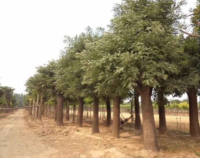 河南潢川青宇苗圃基地