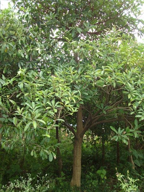 揭陽(yáng)崇德花木場(chǎng)