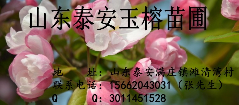 山東泰安玉榕苗圃
