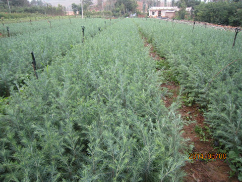 石林縣七彩苗木種植園