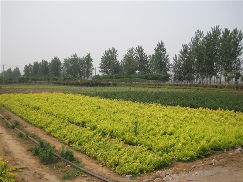 嶧城區(qū)棠陰苗木專業(yè)合作社
