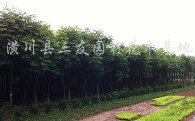 潢川縣三友園林花木苗圃場