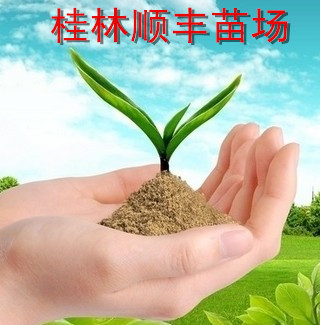 桂林市順豐苗木場(chǎng)