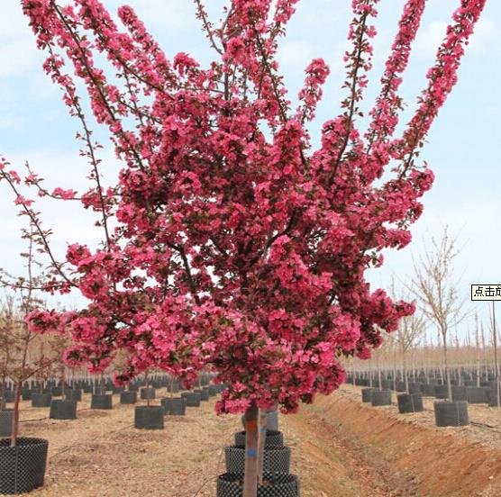 新沂市天源花木苗圃場(chǎng)