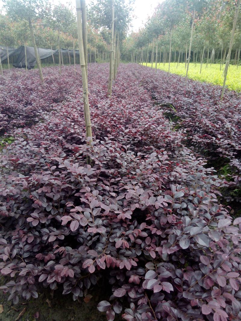 成都郫縣陽光花卉基地