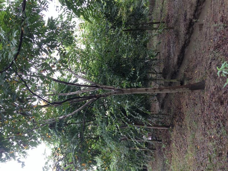 江蘇蘇州青峰苗木基地