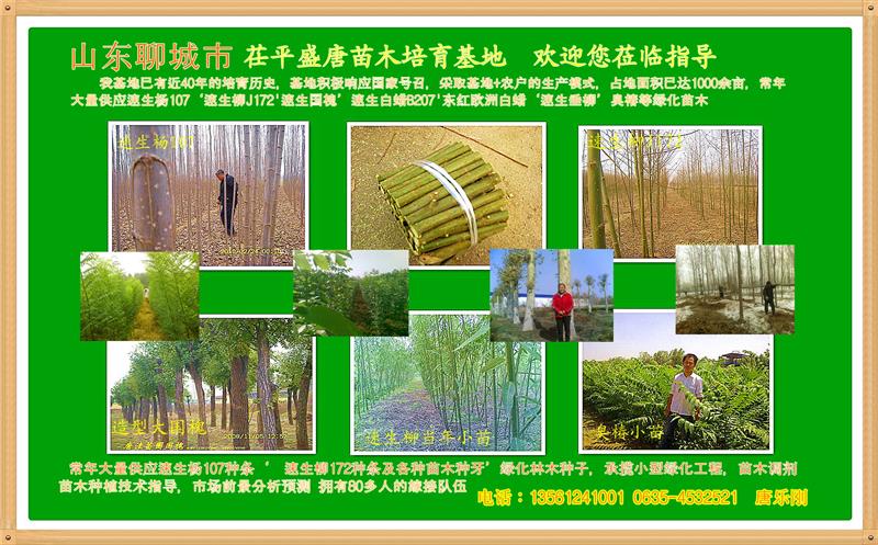 聊城市盛唐苗木培育基地