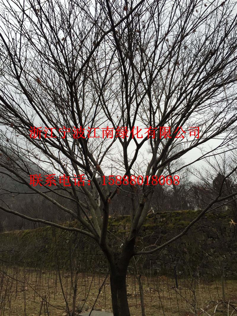 浙江寧波江南苗木場(chǎng)