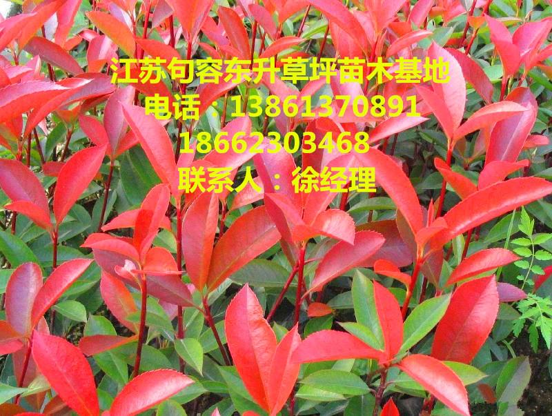 江蘇省句容市東升草坪苗木基地
