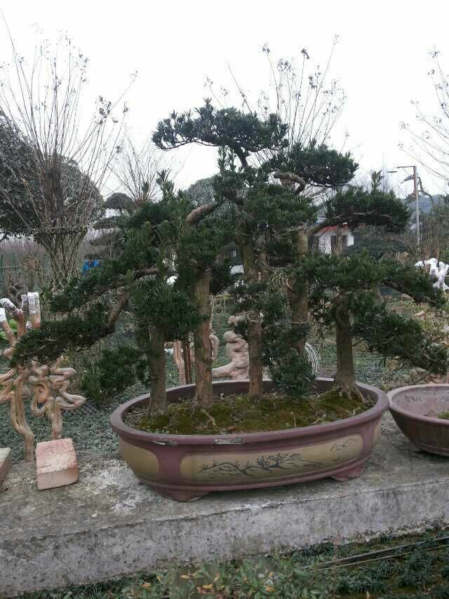 同心園林園藝場