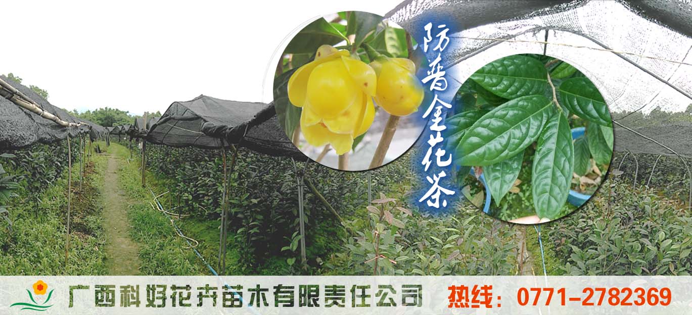 廣西科好花卉苗木有限責(zé)任公司