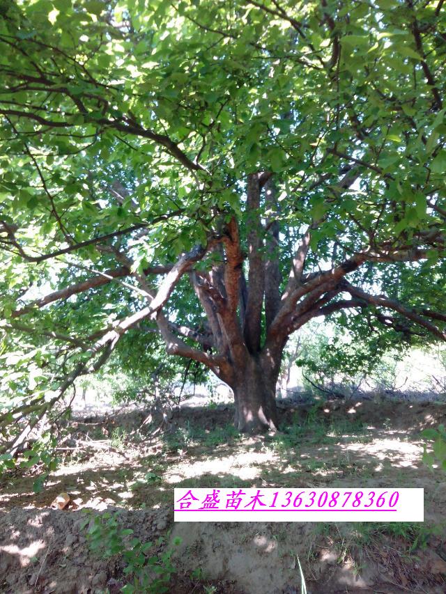 張家口合盛苗木基地