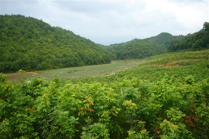 福建新常態(tài)園林綠化有限公司