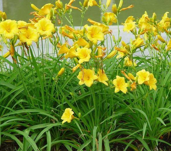 青州市向陽花卉苗木園藝場