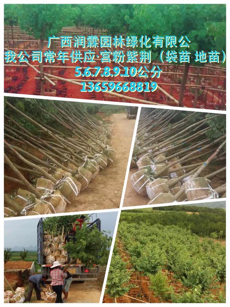 廣西潤霖園林綠化基地